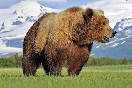 OSO GRIZZLY (Ursus arctos horribilis)